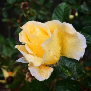 Meet your Posher, Beth